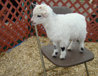 Cute little billy goat